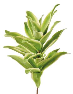Agave Messicana