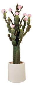 Cactus fiori rosa