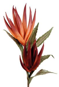 Agave rossa