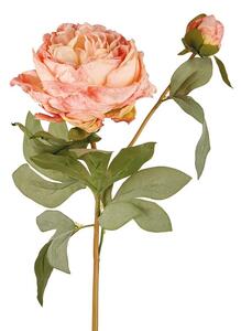 Rosa Augusta Luise