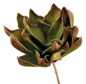 Agave di Shaw