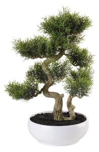 Bonsai cedro