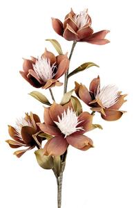 Magnolia Liliiflora