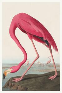 Riproduzione The Pink Flamingo Birds - John James Audubon