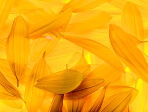 Fotografia Sunflower petals, vkbhat