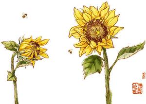 Fotografia Sunflowers, BJI / Blue Jean Images