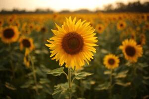 Fotografia Sunflower, Rehman Asad