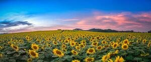 Fotografia Sunflower field at sunset, Sarrote Sakwong