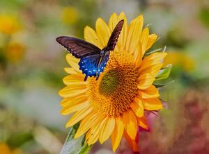 Fotografia Swallowtail on Sunflower, Dennis Govoni