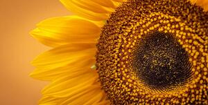 Fotografia Sunflower Banner, Brais Seara