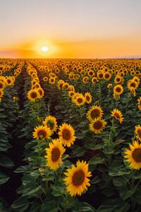 Fotografia Sunflower field, Olga Rolenko