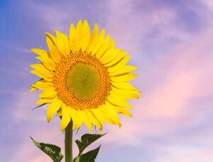 Fotografia Sunflower flower in spring against the, Jose A. Bernat Bacete