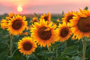 Fotografia Sunset Flowers, Evgeni Dinev Photography
