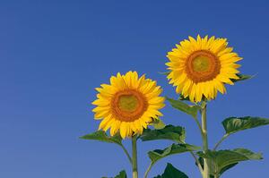 Fotografia Two sunflowers against clear blue, Martin Ruegner