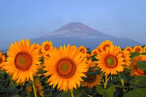 Fotografia Fuji and sunflower, I love Photo and Apple