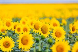 Fotografia Sunflower field, Alexander Spatari