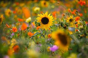Fotografia Summer meadow with sunflowers, Westend61