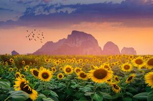 Fotografia Sunflower field with the evening sun, sarayut Thaneerat