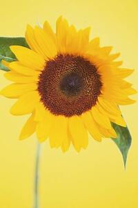 Fotografia Sunflower, DAJ
