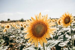 Fotografia sunflowers in Italy, Carol Yepes