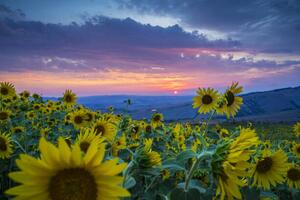Fotografia Beautiful landscape with sunflowers, Guido Cozzi/Atlantide Phototravel