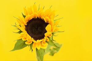 Fotografia Sunflower, Dizzy