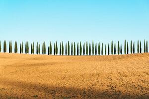 Fotografia Tuscany landscape of cypresses trees Val, joci03