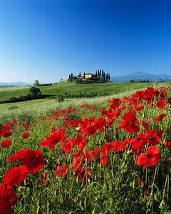 Fotografia Italy Tuscany Val d'Orcia farmhouse on, David C Tomlinson