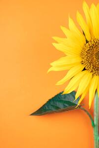 Fotografia Sunflower, pepifoto