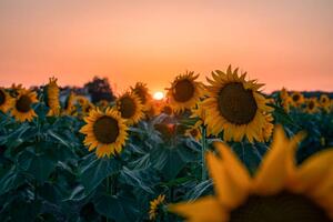 Fotografia Sunflower field at beautiful sunset, wilatlak villette