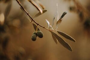 Fotografia Olivenb ume Olivenplantage in der Toscana Italien, Tabitha Arn
