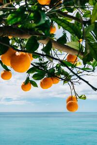 Illustrazione Amalfi Coast Oranges, Bethany Young