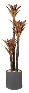 Aloe