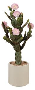 Cactus fiori rosa