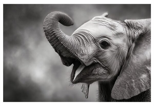 Quadro su tela – Cucciolo di elefante in bianco e nero