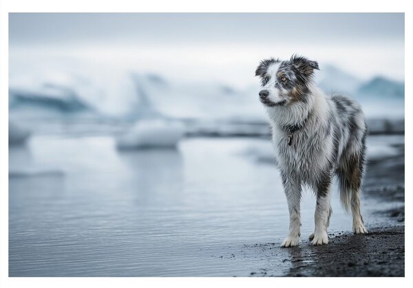 Quadro su tela – Cane nel paesaggio invernale