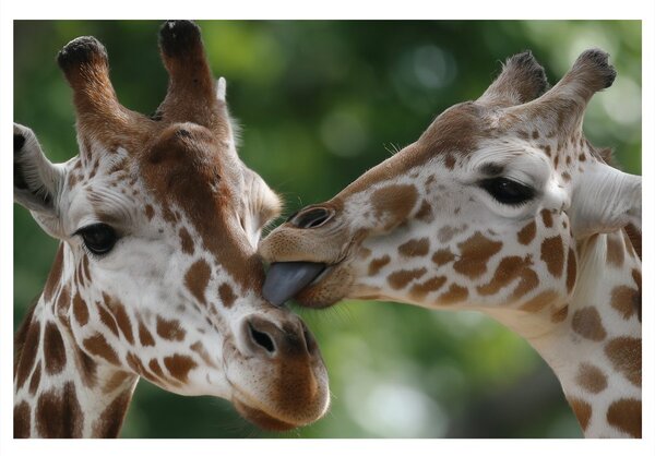 Quadro su tela – Tenero tocco di giraffe