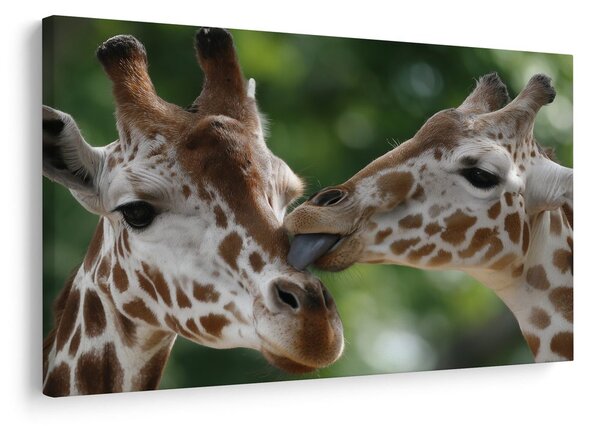Quadro su tela – Tenero tocco di giraffe