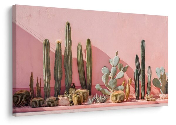 Quadro su tela – Cactus su muro rosa