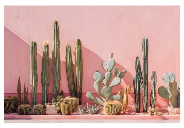 Quadro su tela – Cactus su muro rosa
