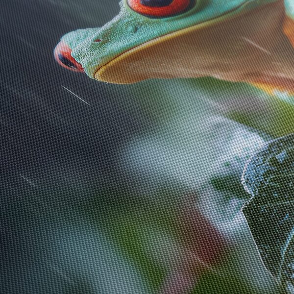 Quadro su tela – Rana colorata nella pioggia tropicale