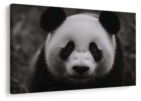 Quadro su tela – Panda carina nella natura