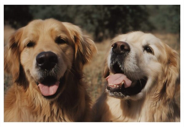Quadro su tela – Volti felici di cani