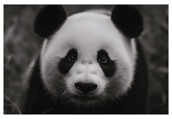 Quadro su tela – Panda carina nella natura
