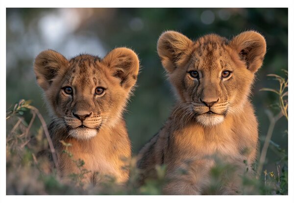 Quadro su tela – Cuccioli di leone nella savana