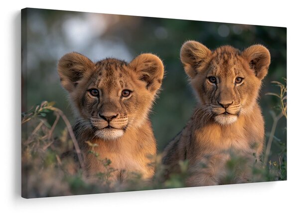 Quadro su tela – Cuccioli di leone nella savana