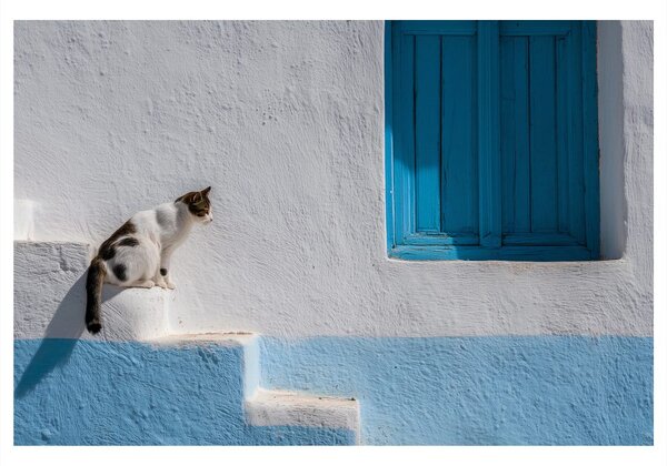 Quadro su tela – Gatto sui gradini blu