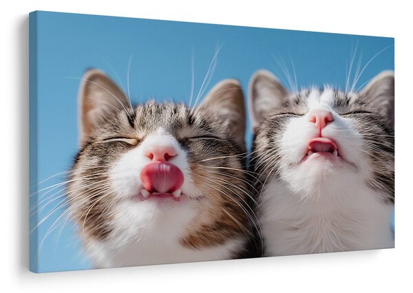 Quadro su tela – Gatti giocosi su sfondo blu