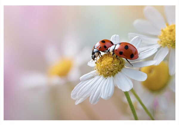 Quadro su tela – Coccinelle su un fiore