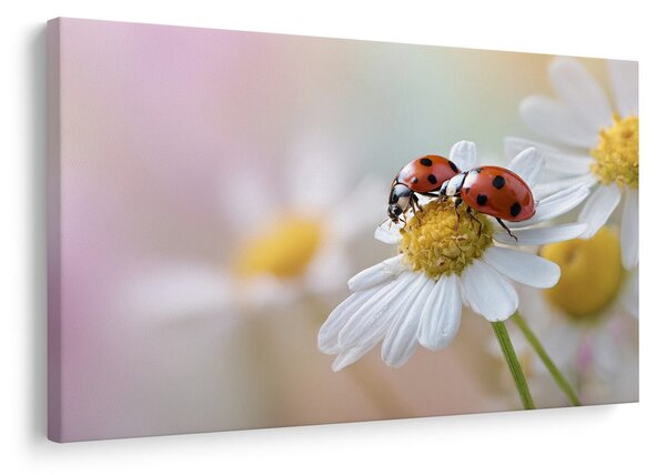 Quadro su tela – Coccinelle su un fiore